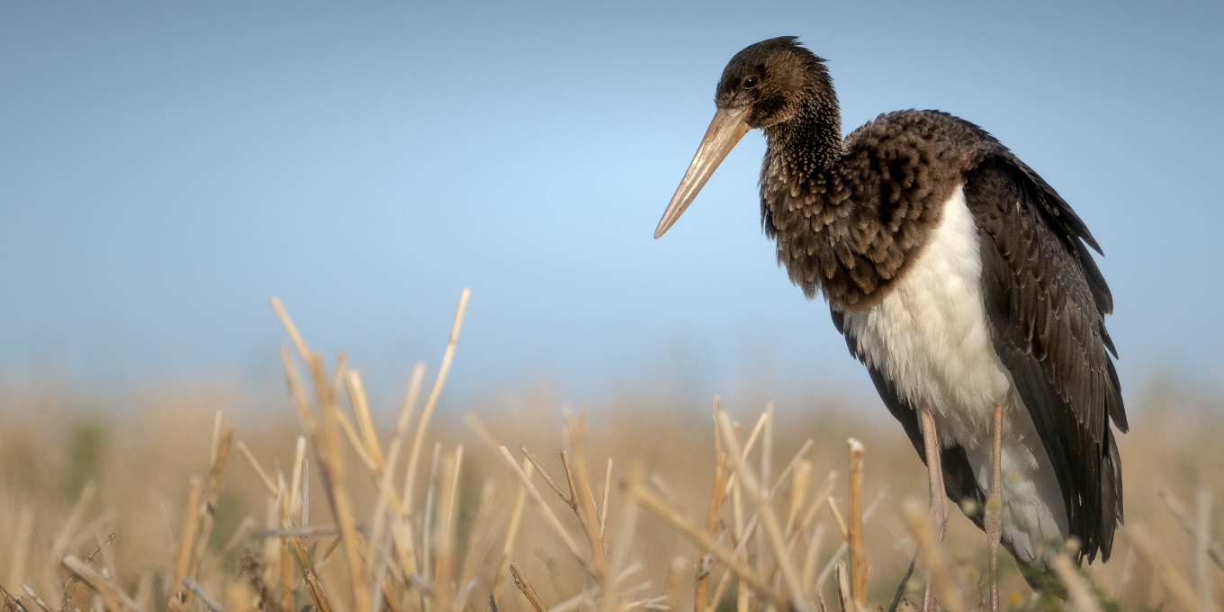 Cigogne noire